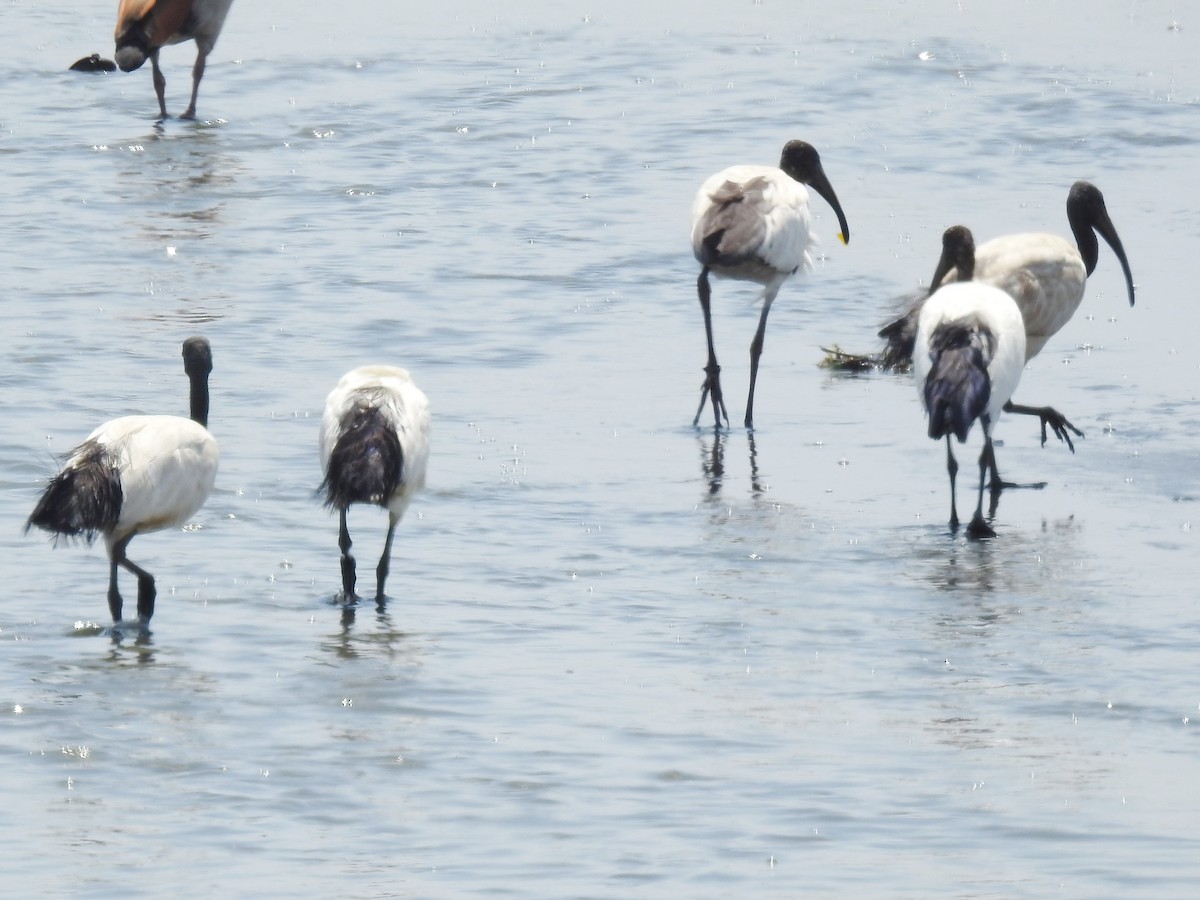 ibis posvátný - ML643415388