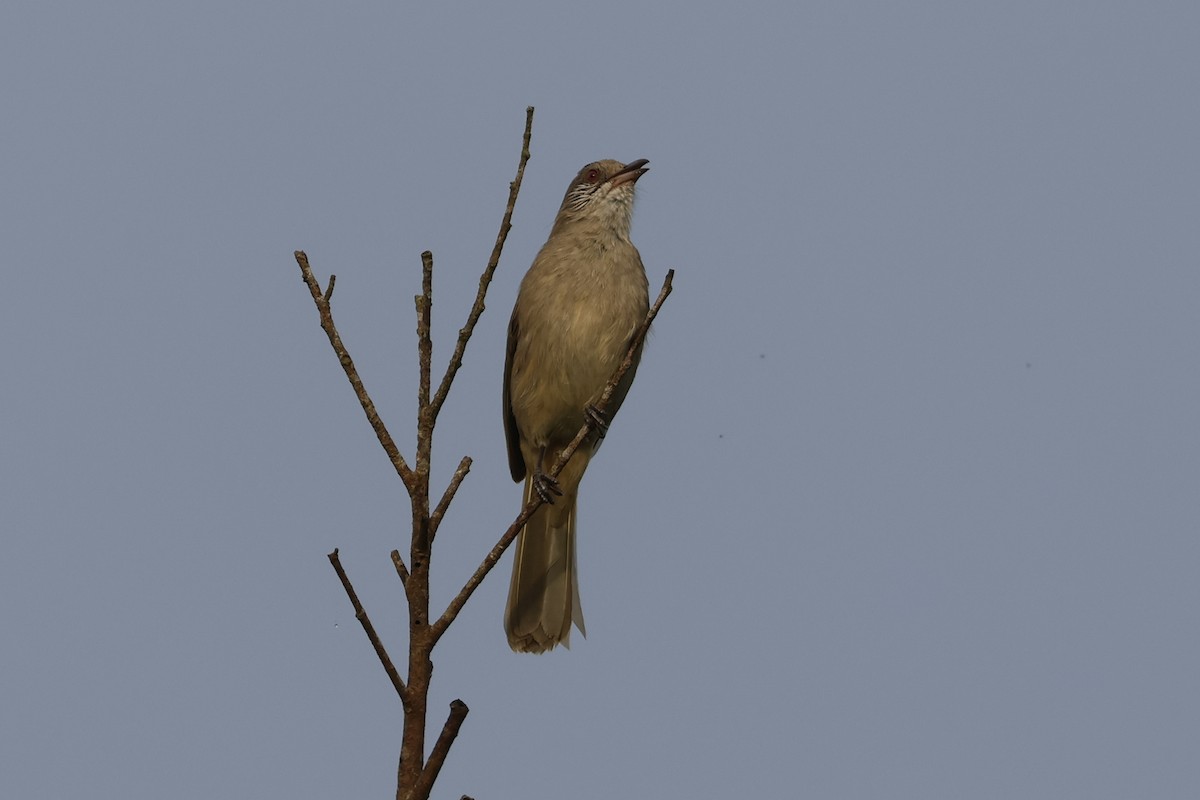 Ayeyarwady Bulbul - ML643415420