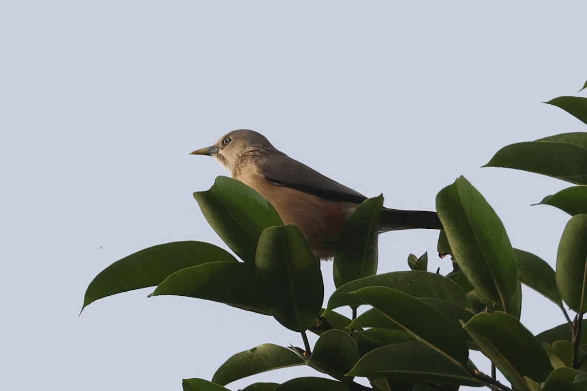 Chestnut-tailed Starling - ML643415423