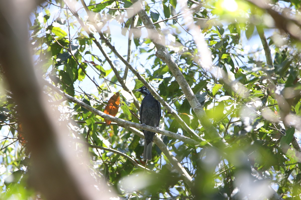 Bare-necked Fruitcrow - ML643415424