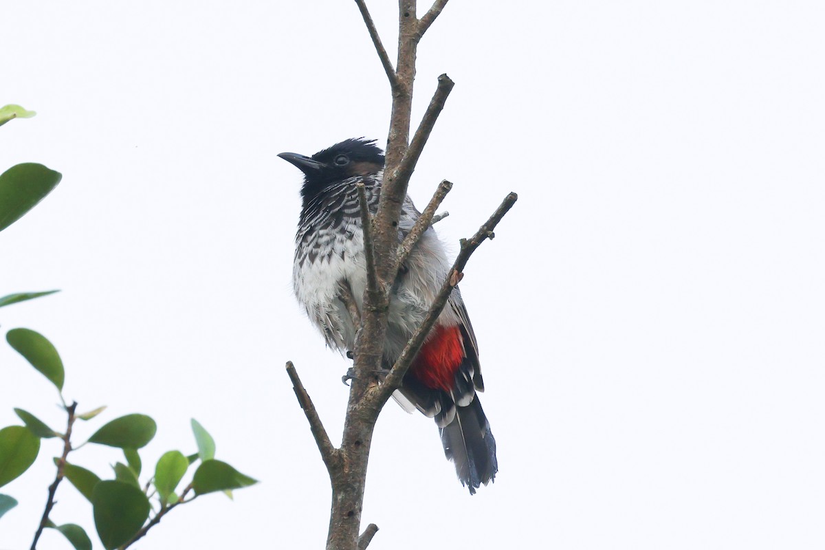 Red-vented Bulbul - ML643415433