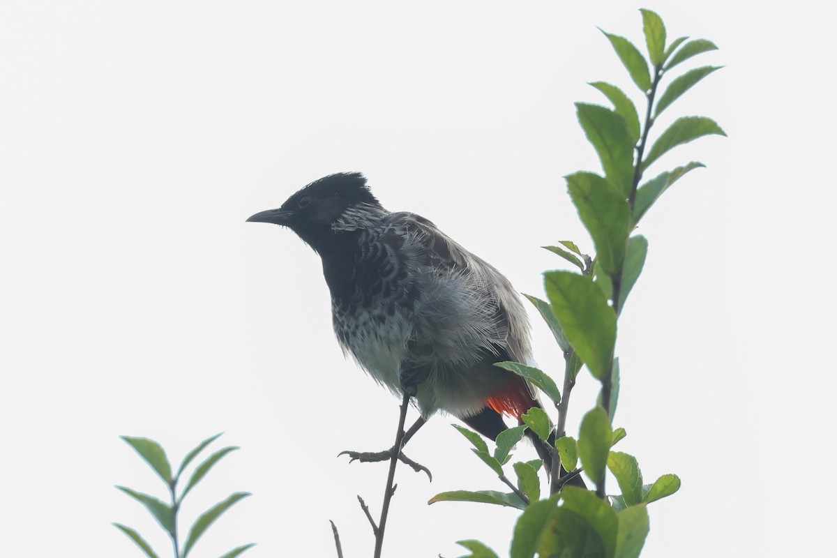 Red-vented Bulbul - ML643415434