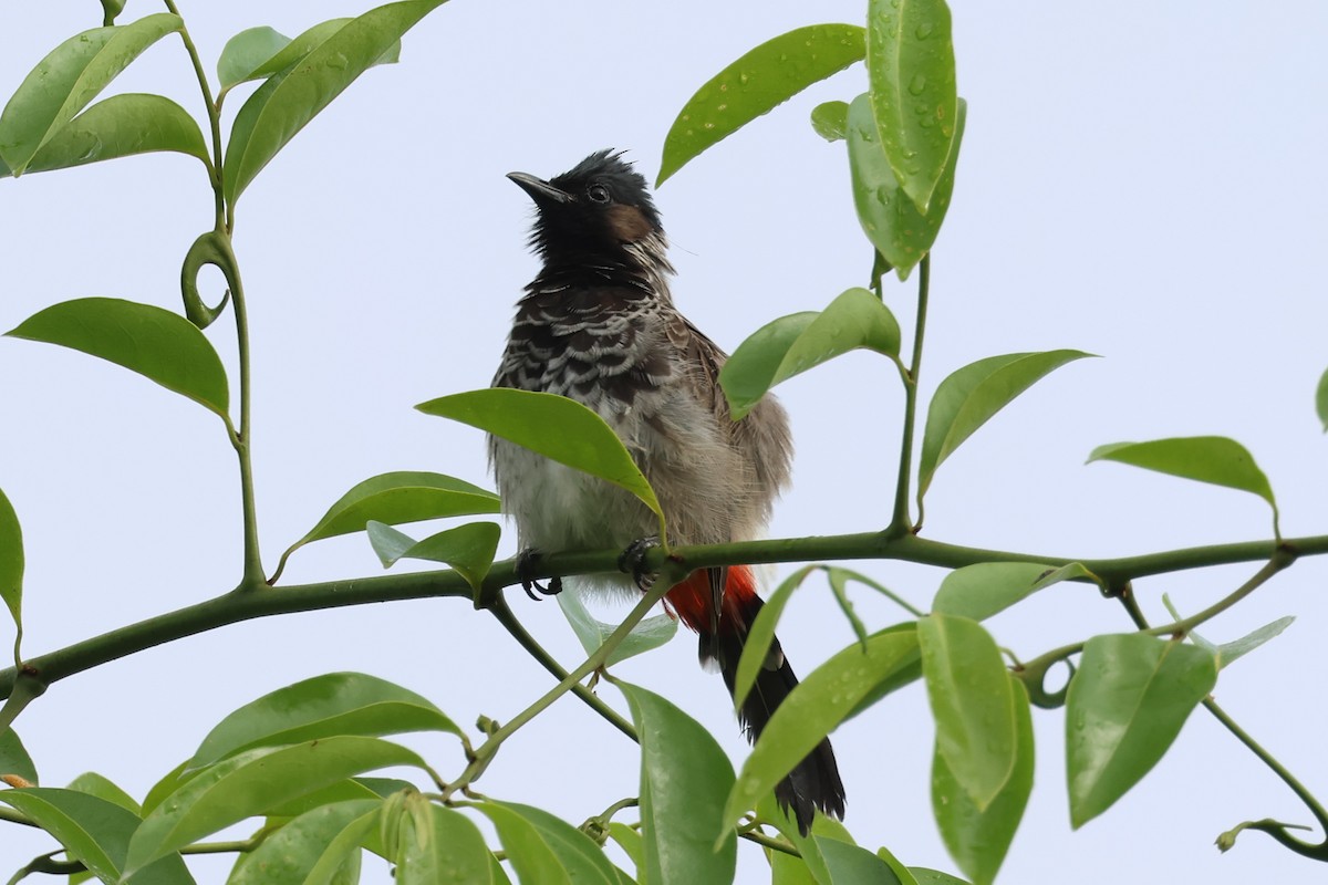 Red-vented Bulbul - ML643415435