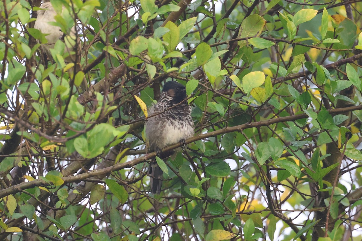 Red-vented Bulbul - ML643415436