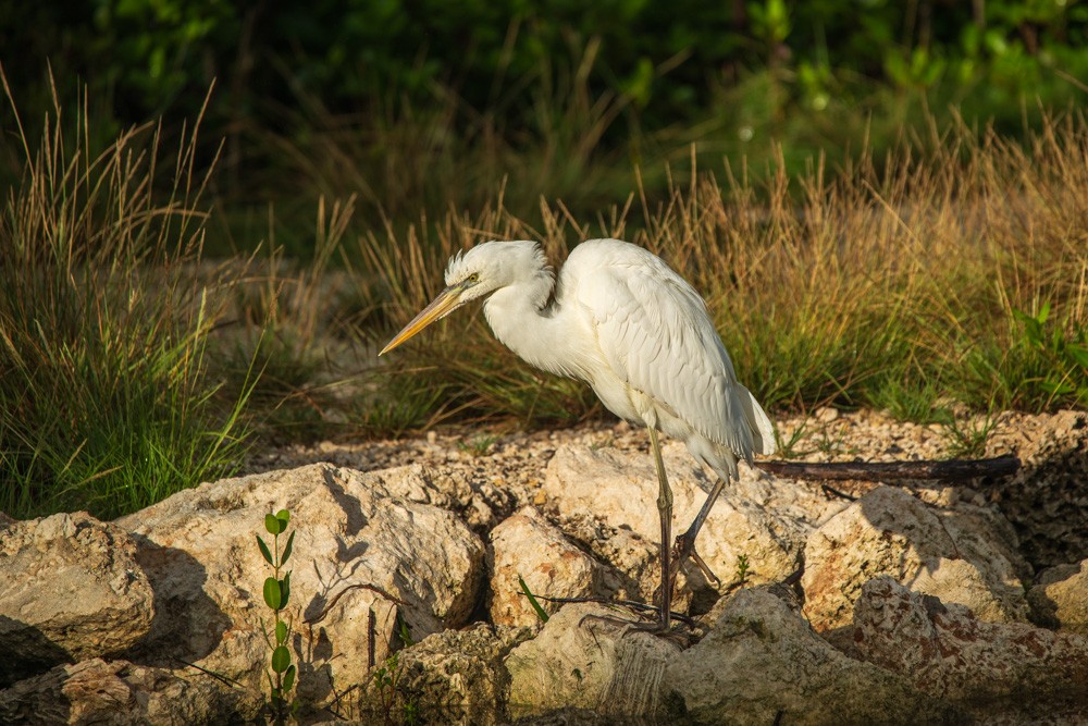 Great Blue Heron - ML643415441
