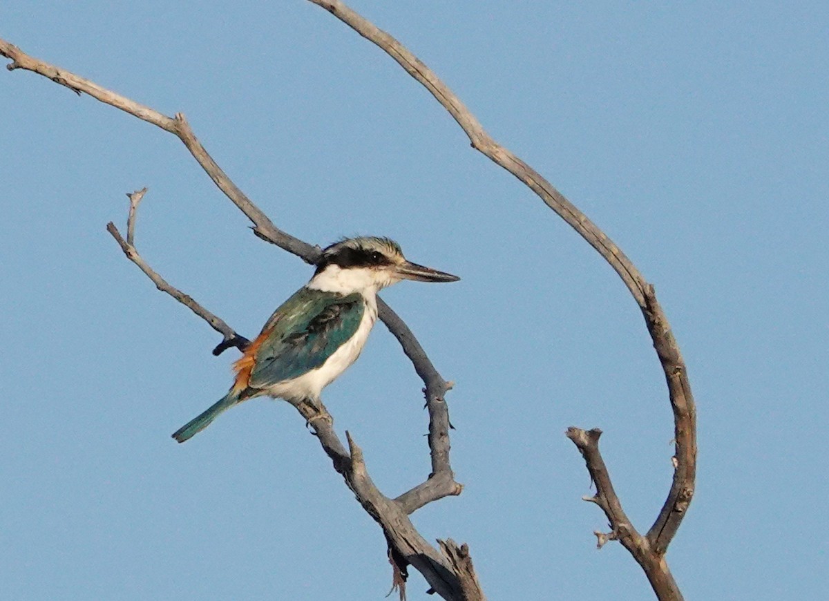 Red-backed Kingfisher - ML643415442