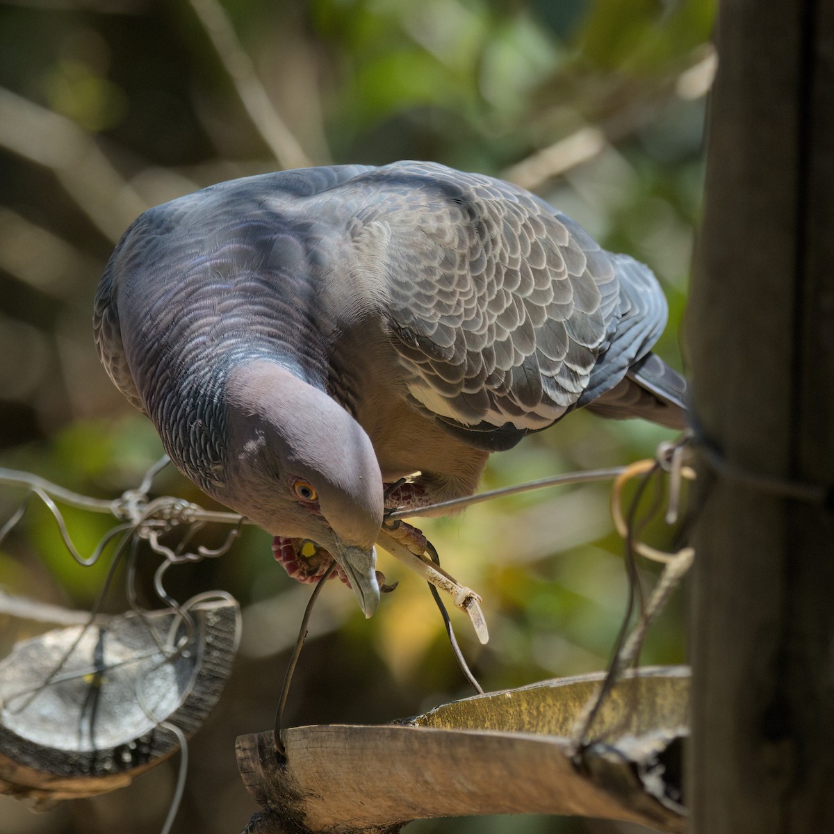 Picazuro Pigeon - ML643415455