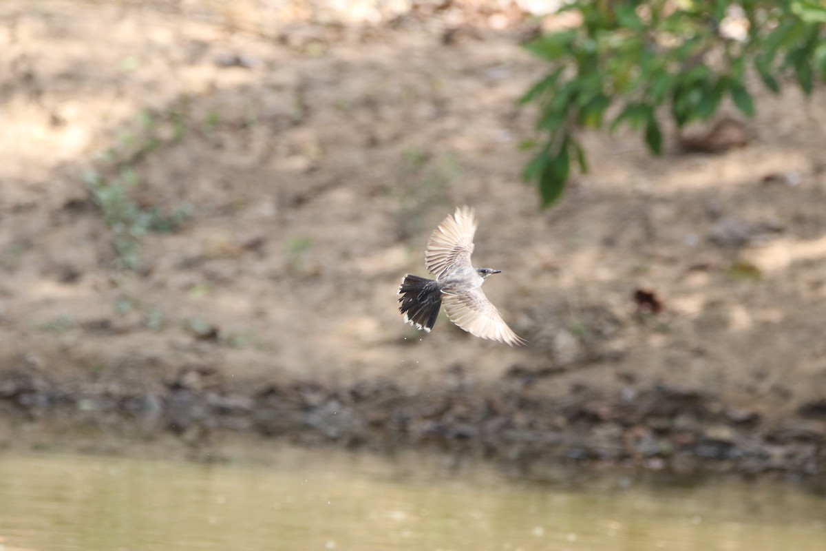Eastern Kingbird - ML643415458