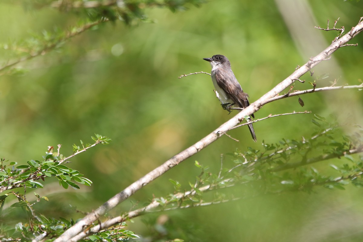 Eastern Kingbird - ML643415459