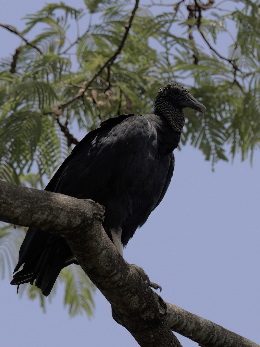 Black Vulture - ML643415460