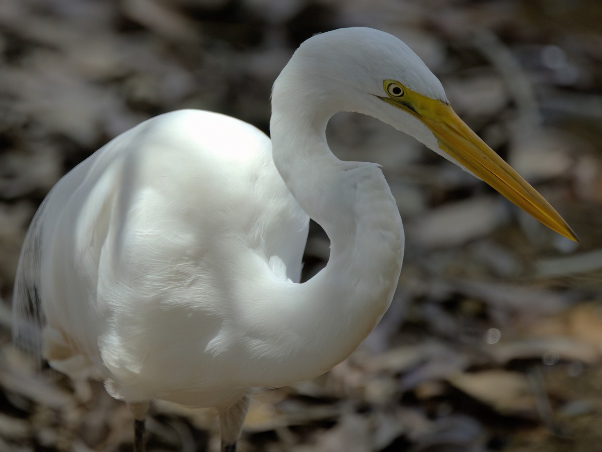 Great Egret - ML643415463
