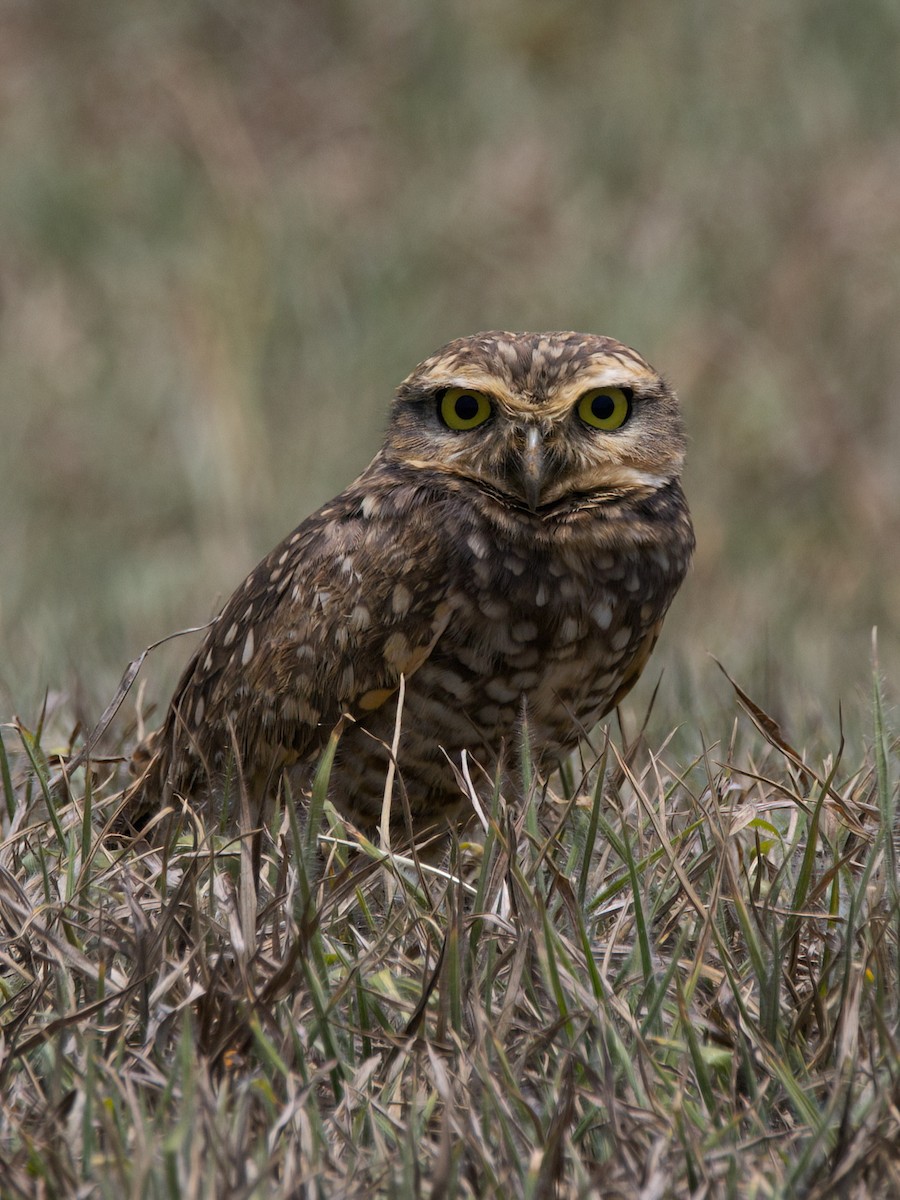 Burrowing Owl - ML643415467