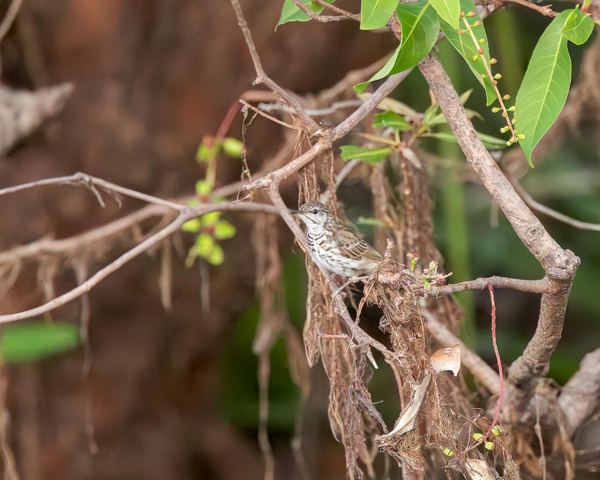 Bar-breasted Honeyeater - ML643415470