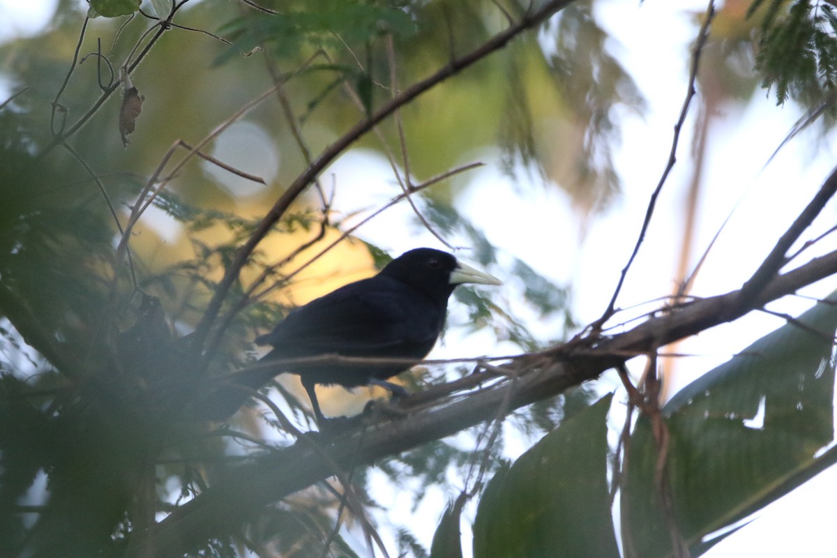 Solitary Black Cacique - ML643415474