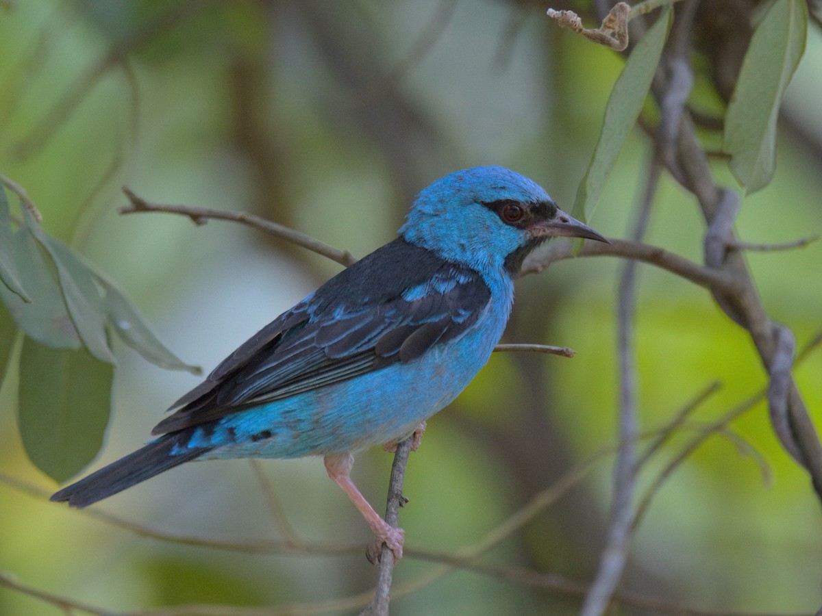 Blue Dacnis - ML643415479
