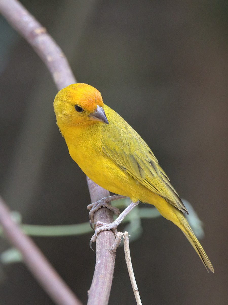 Saffron Finch - ML643415484