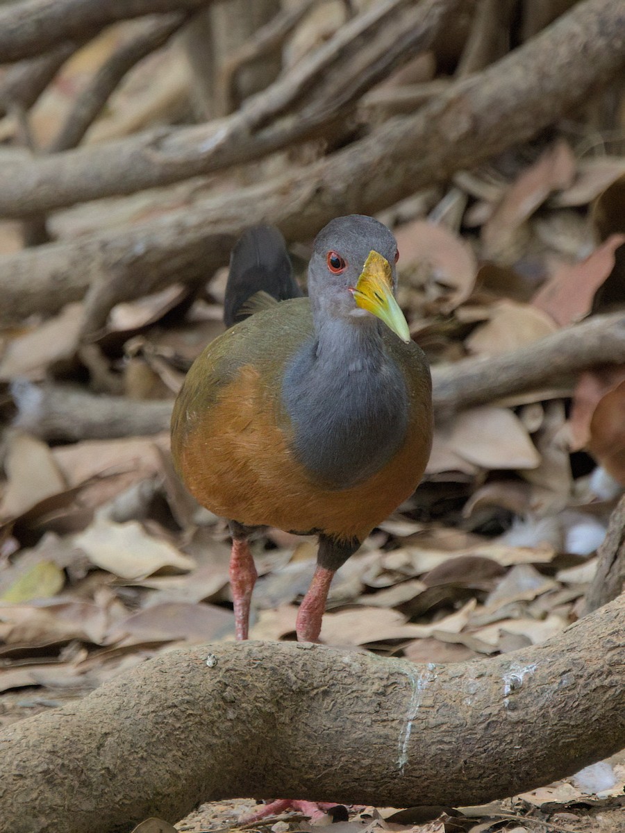 Gray-cowled Wood-Rail - ML643415492