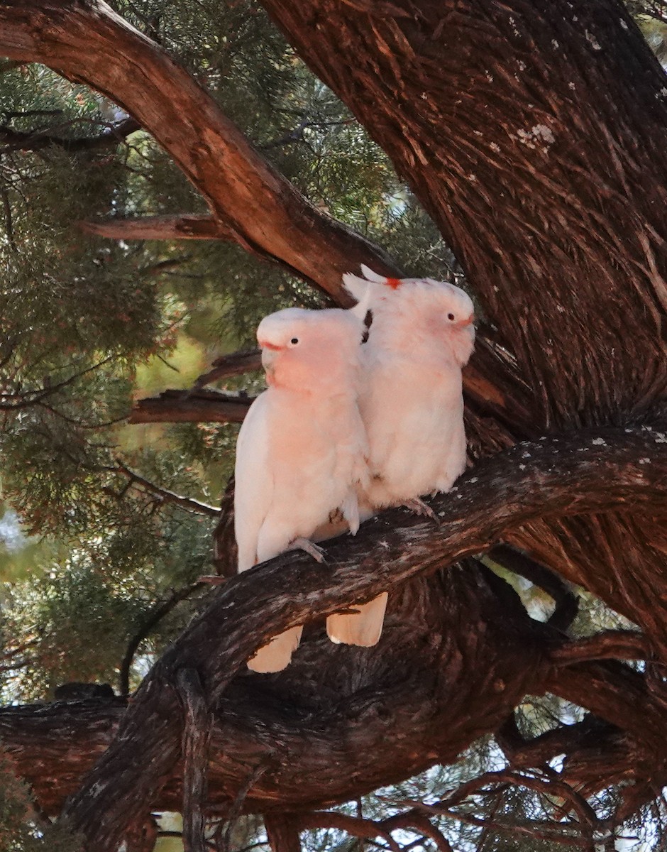 Pink Cockatoo - ML643415495