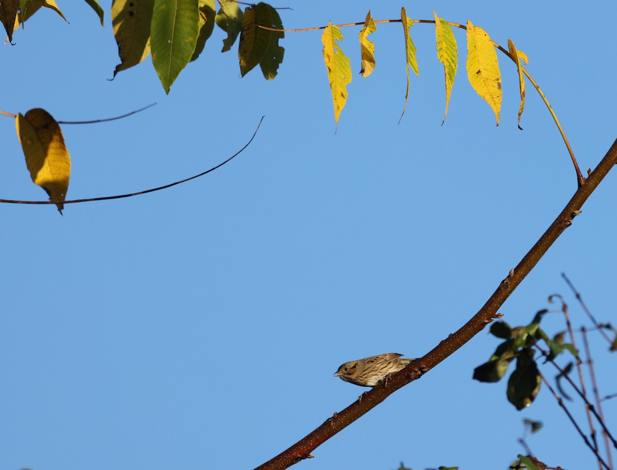 Lincoln's Sparrow - ML643415496