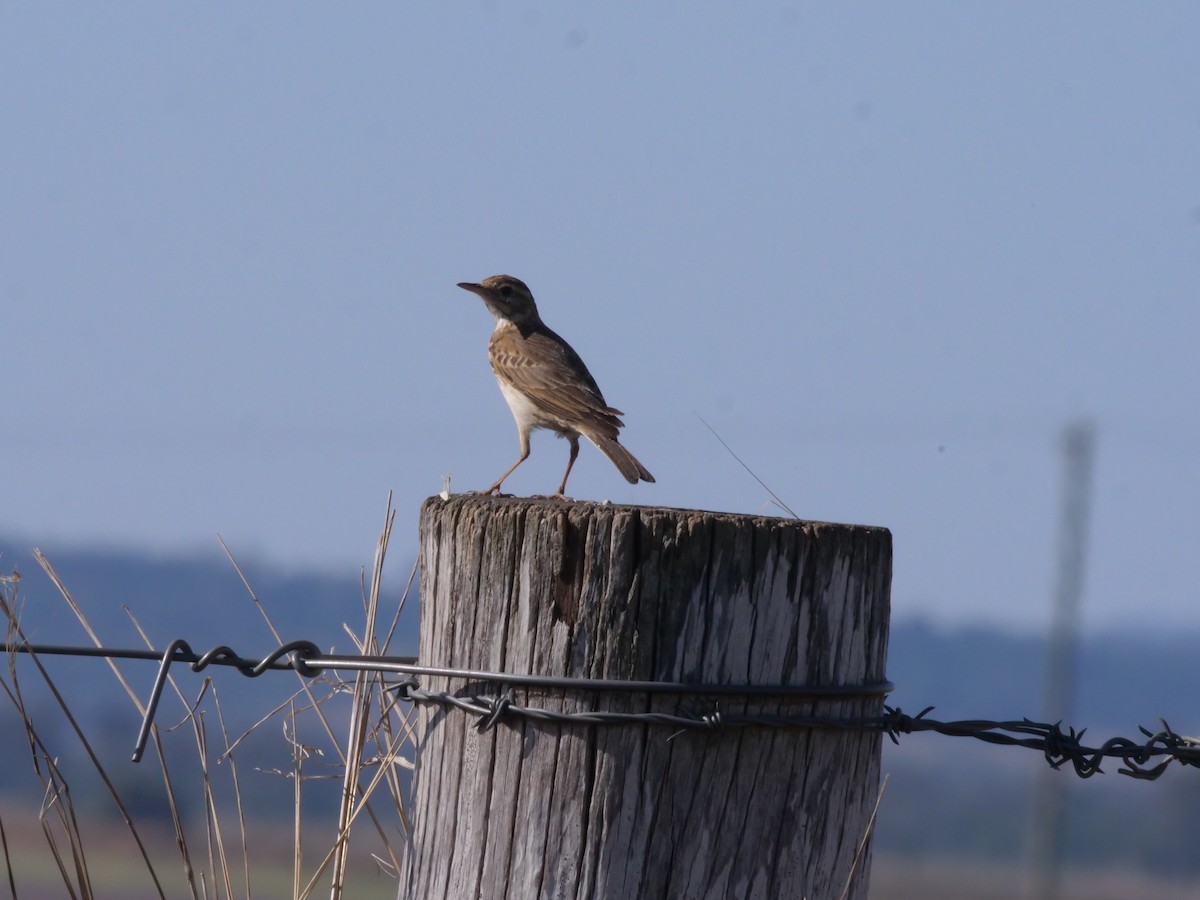 Australian Pipit - ML643415514
