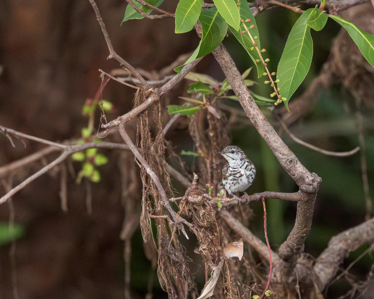 Bar-breasted Honeyeater - ML643415516