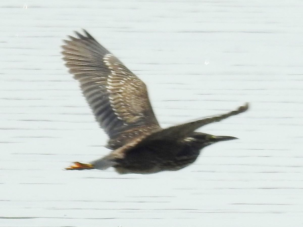 Striated Heron - ML643415517