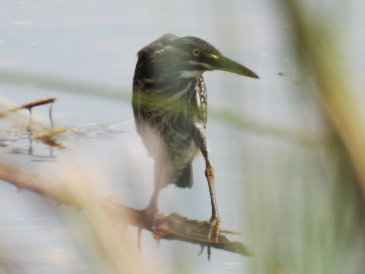Striated Heron - ML643415518
