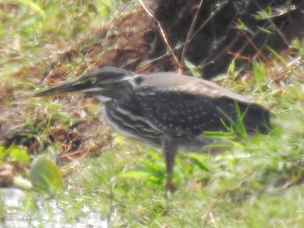 Striated Heron - ML643415519
