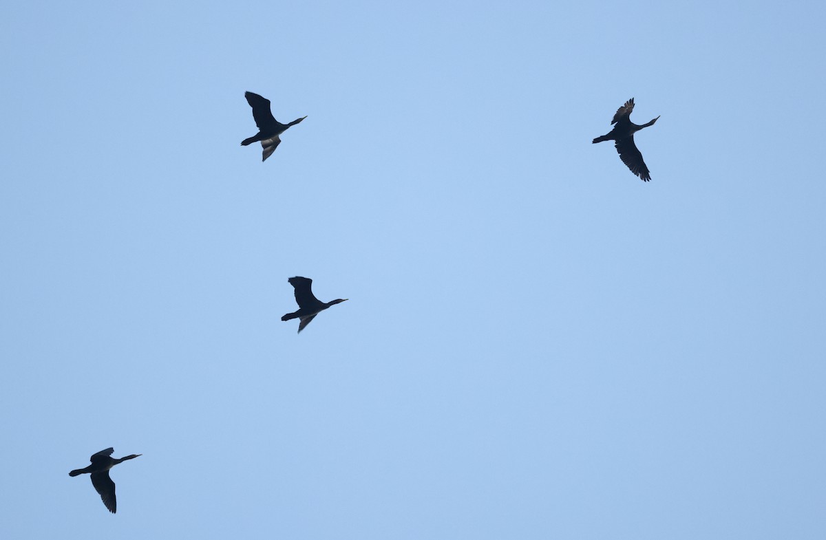 Double-crested Cormorant - ML643415538