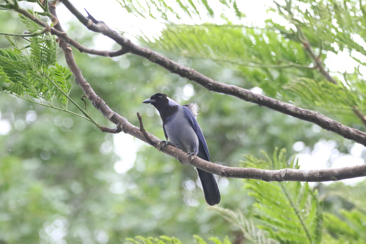 Violaceous Jay - ML643415552