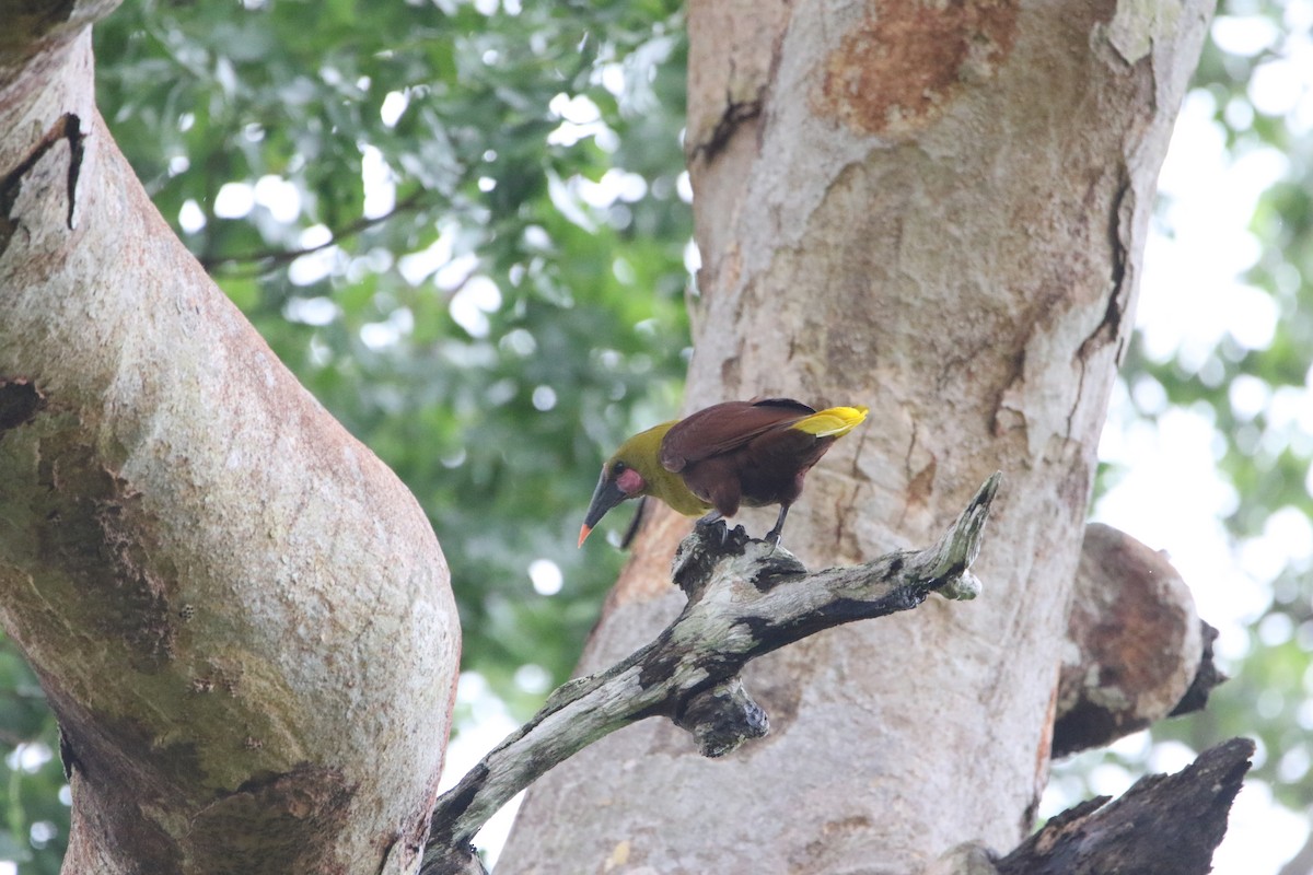 Olive Oropendola - ML643415573