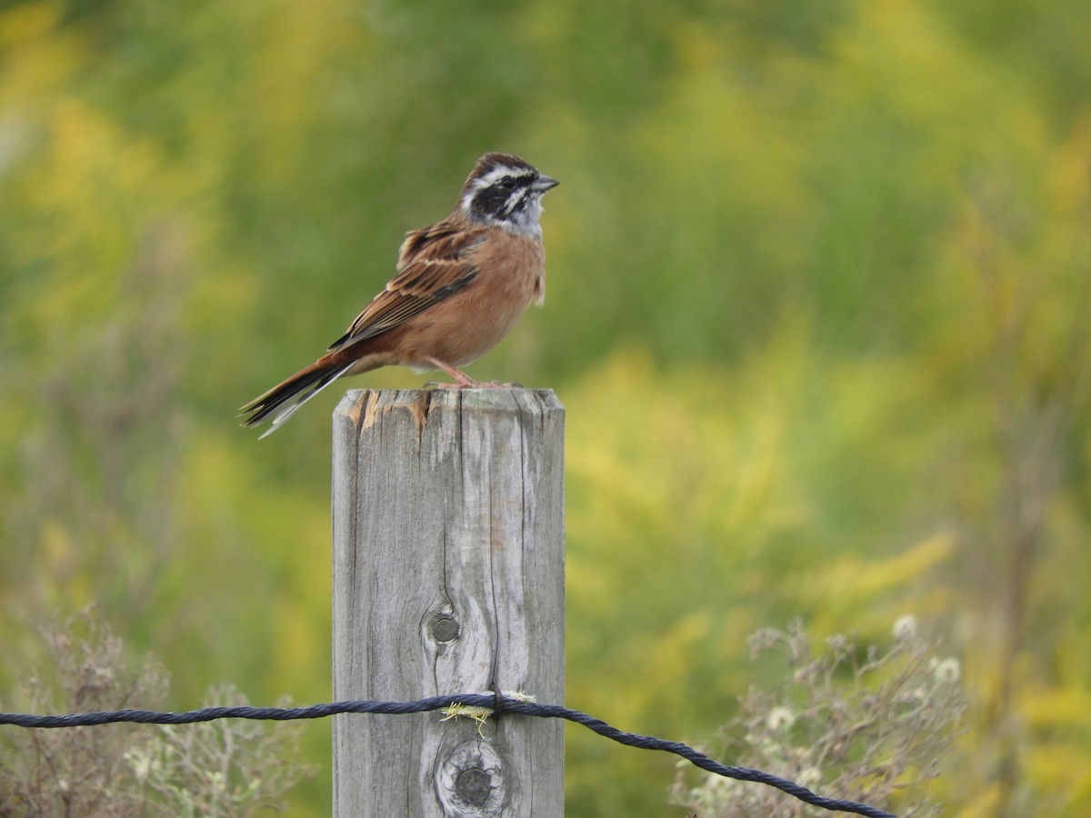 Meadow Bunting - ML643415579