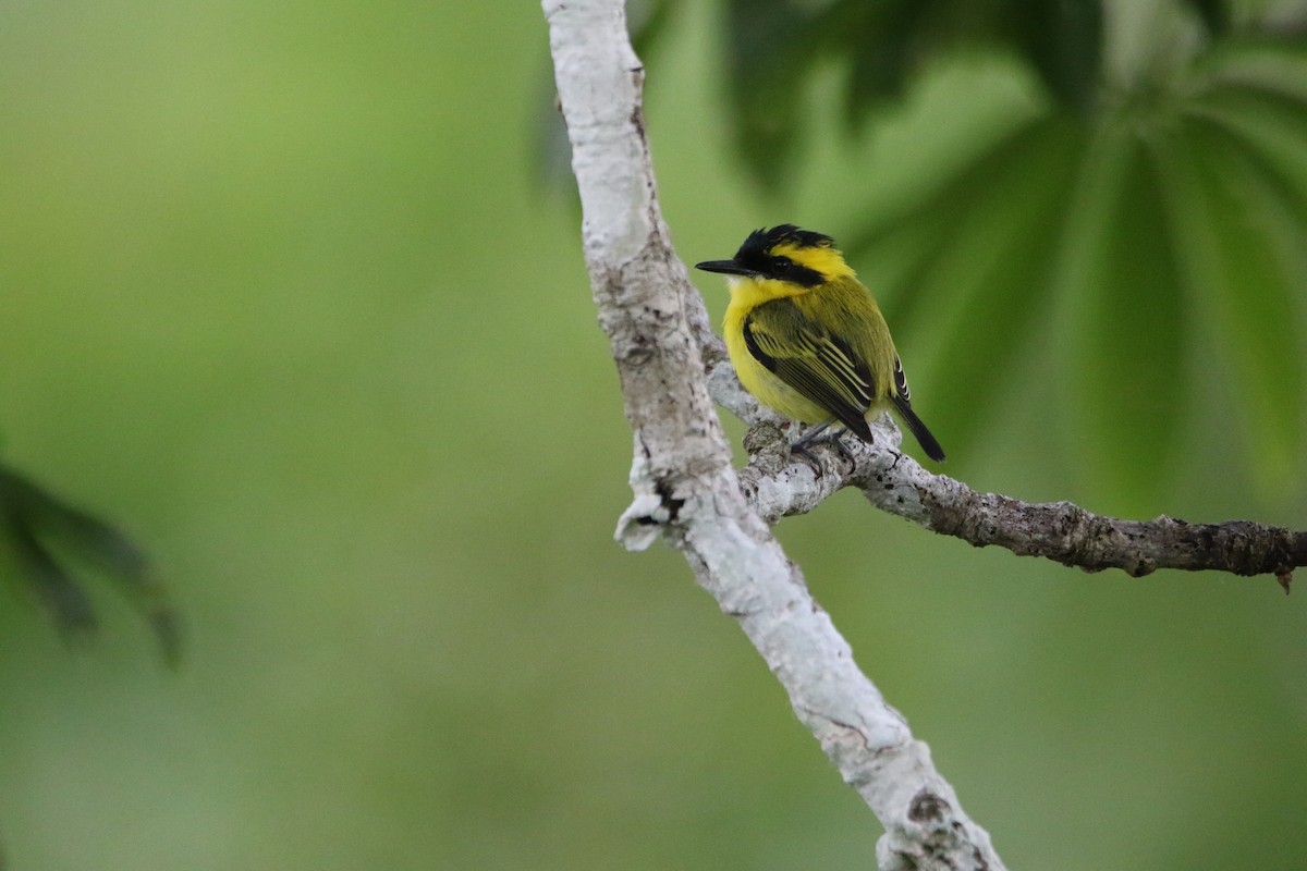 Yellow-browed Tody-Flycatcher - ML643415596