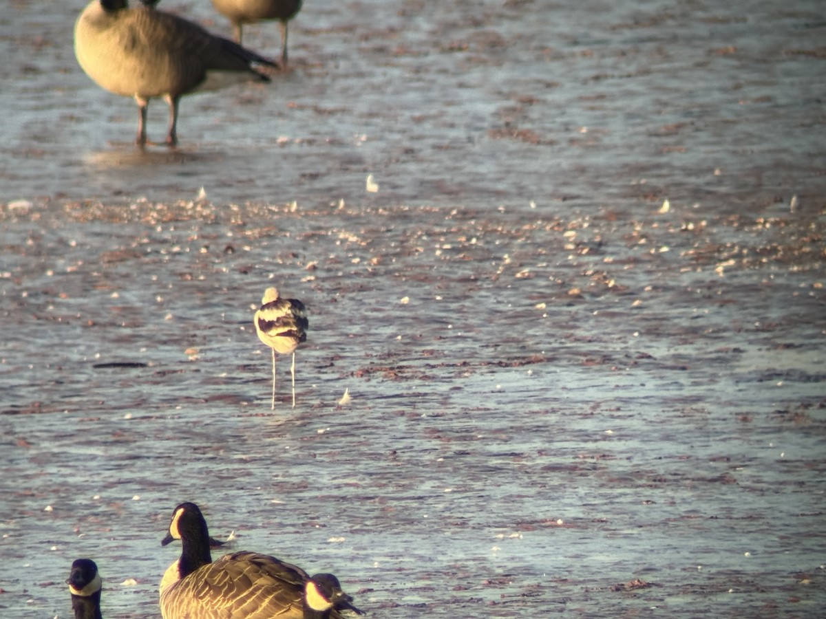 American Avocet - ML643415600