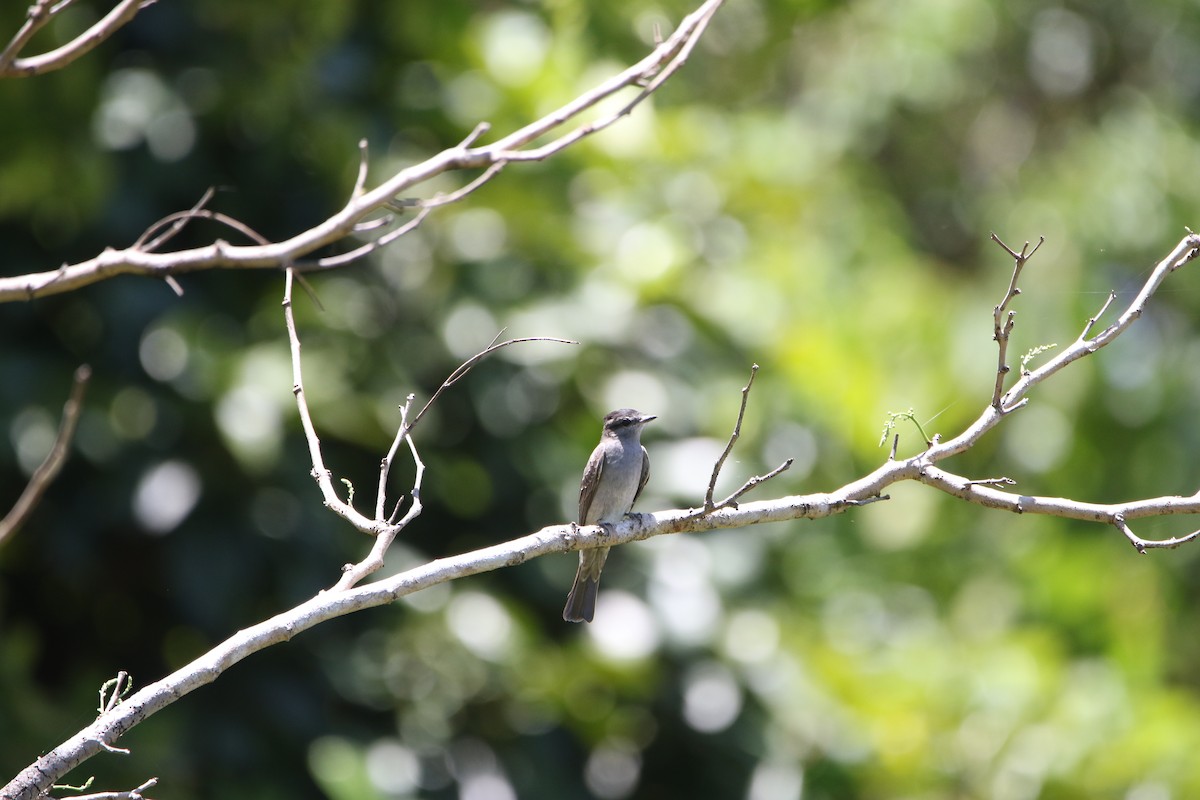 Crowned Slaty Flycatcher - ML643415605