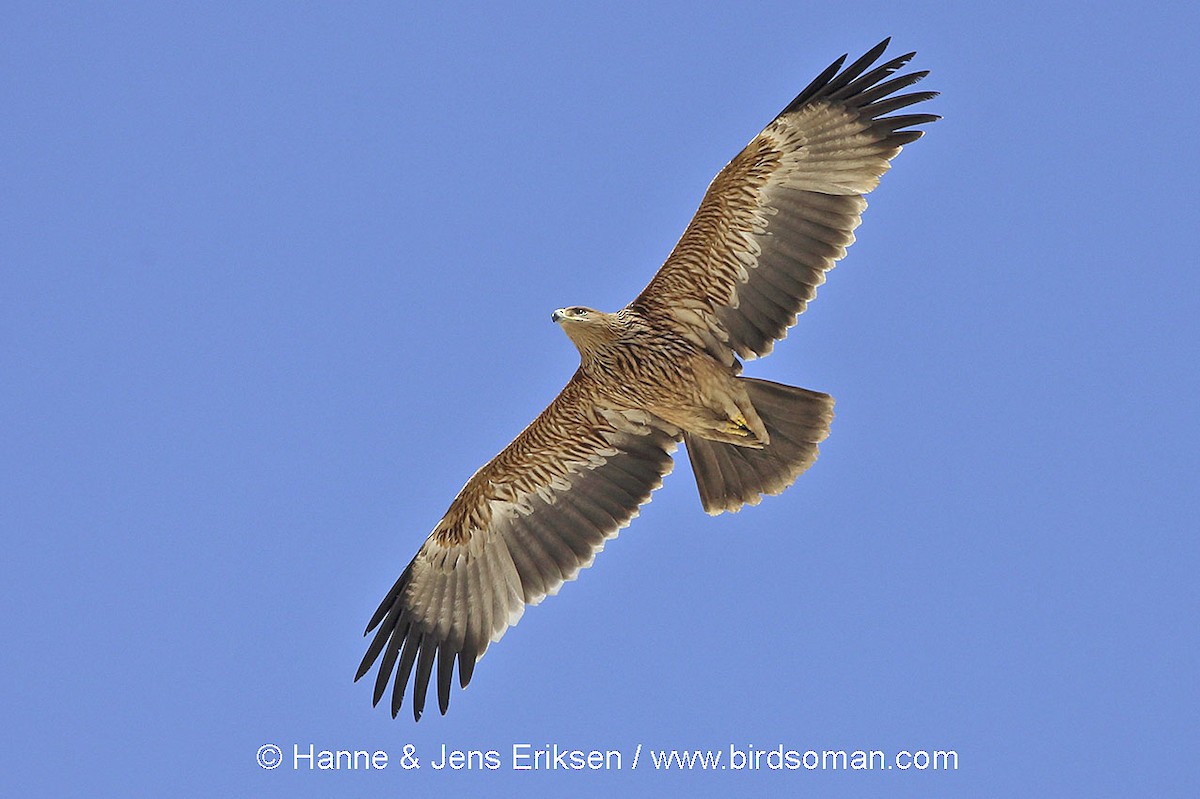 Imperial Eagle - Jens Eriksen