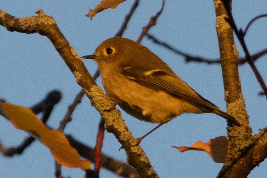 Ruby-crowned Kinglet - ML643415618