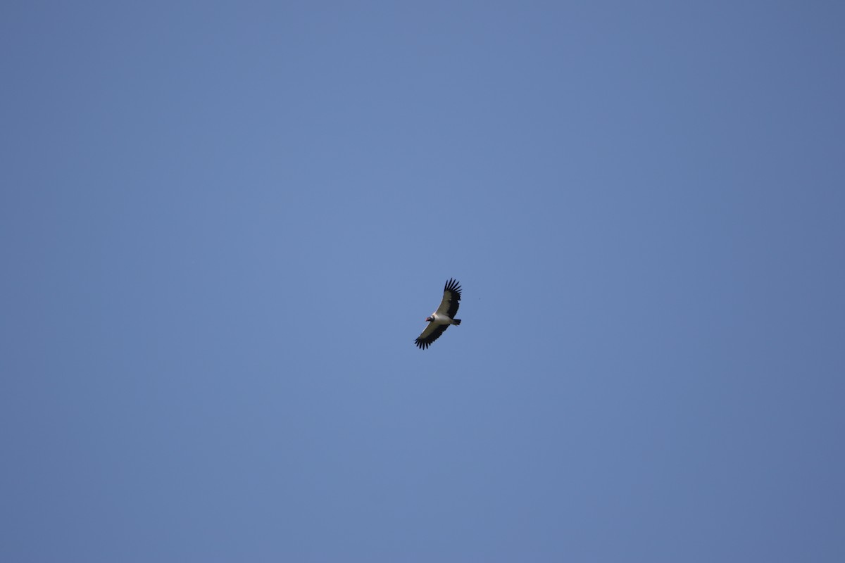 King Vulture - ML643415621