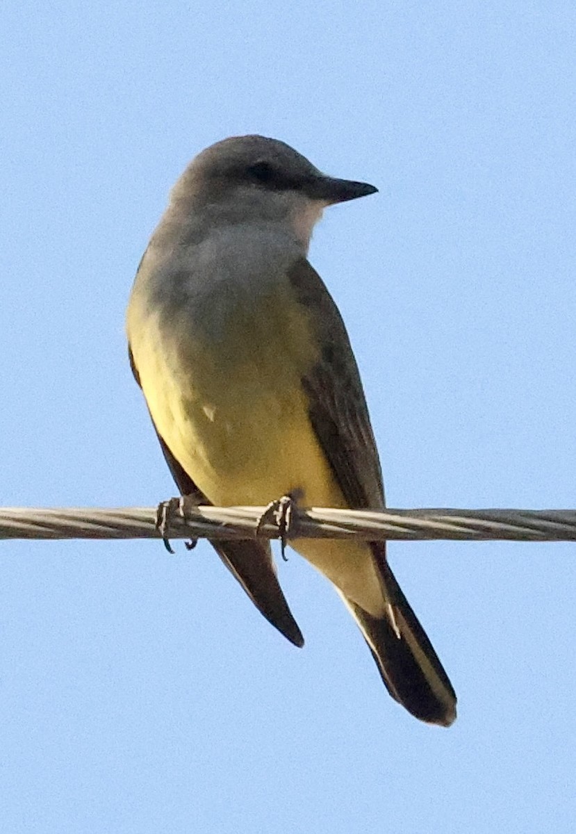 Western Kingbird - ML643415624