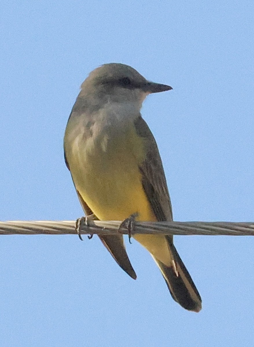 Western Kingbird - ML643415625