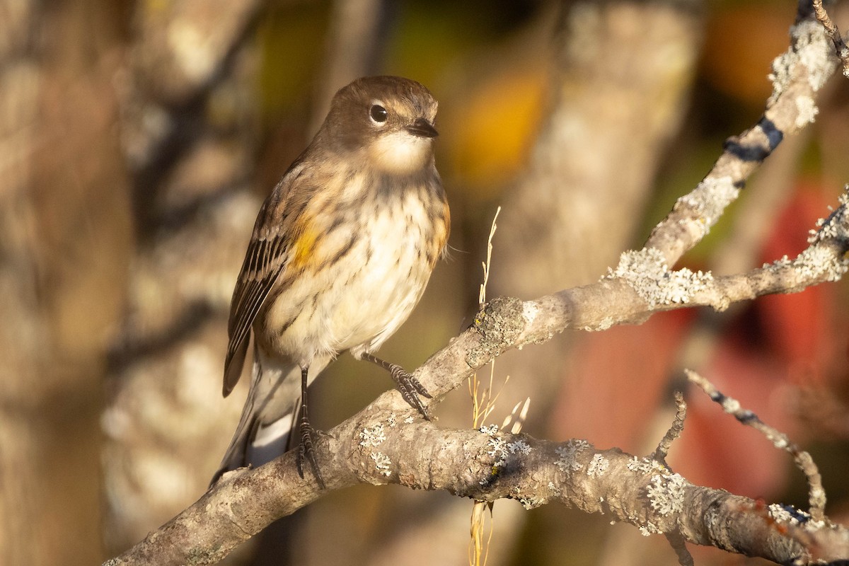Yellow-rumped Warbler - ML643415628