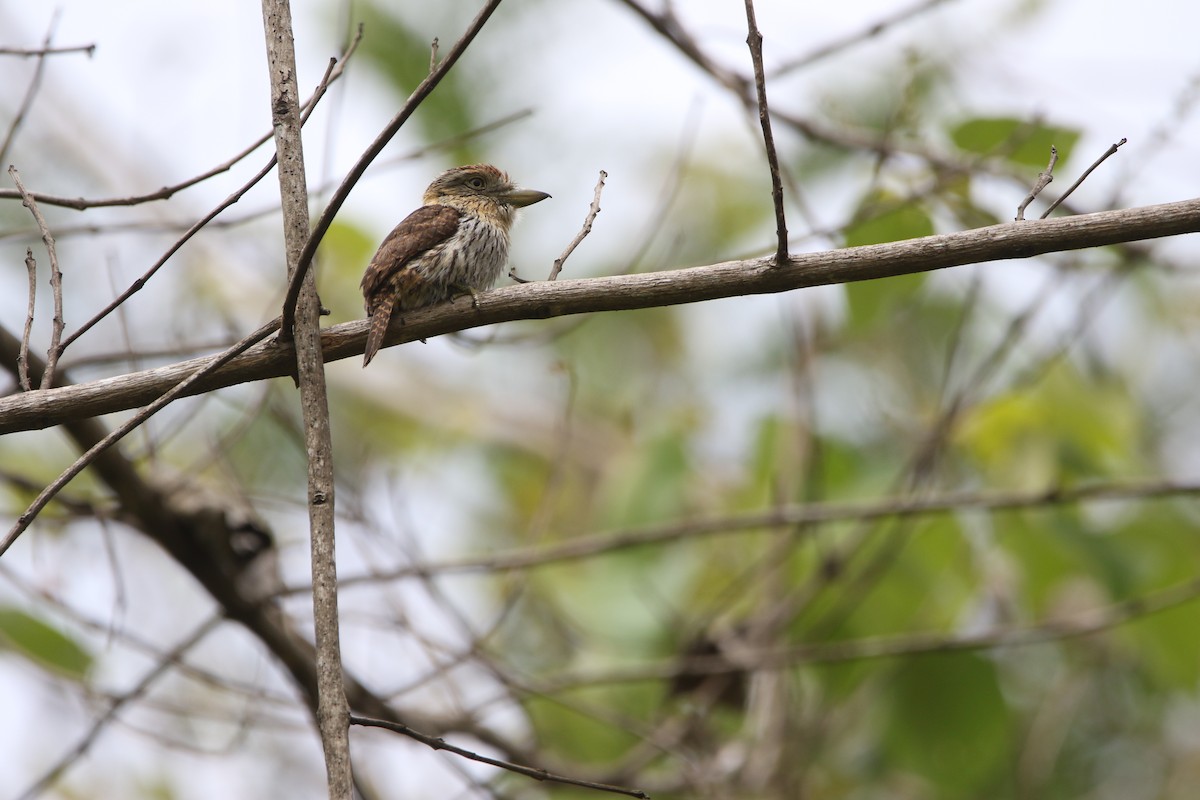 Western Striolated-Puffbird - ML643415630