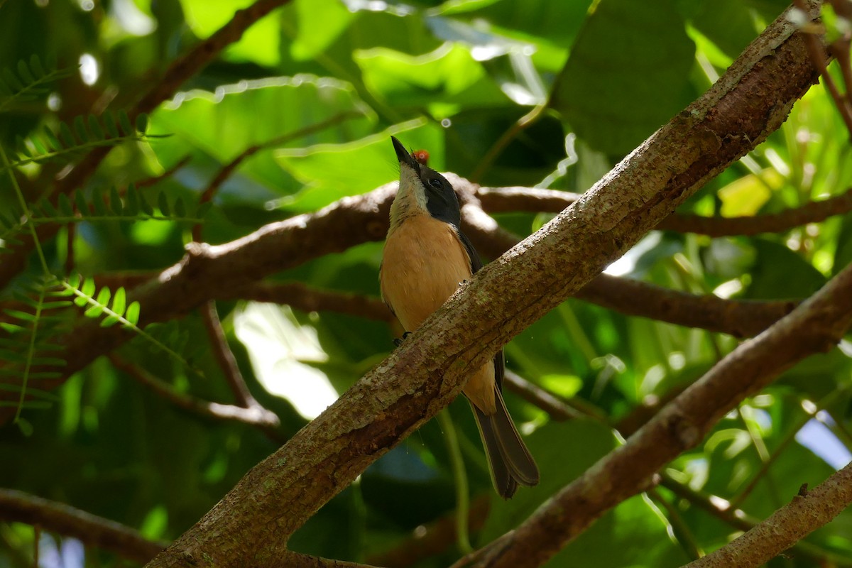 Vanikoro Flycatcher - ML643415636