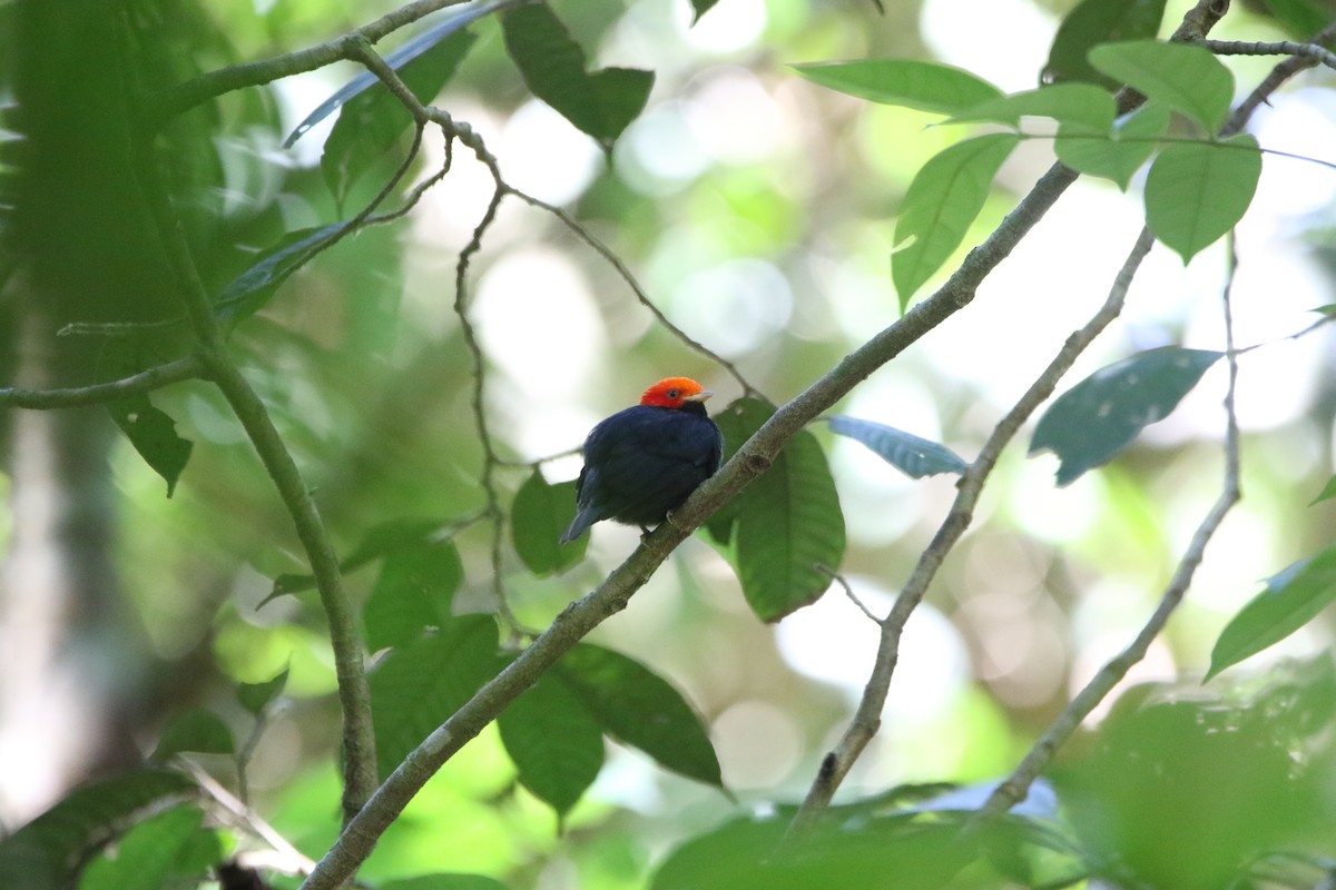 Red-headed Manakin - ML643415643