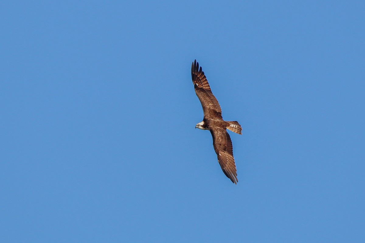 Osprey - ML643415644