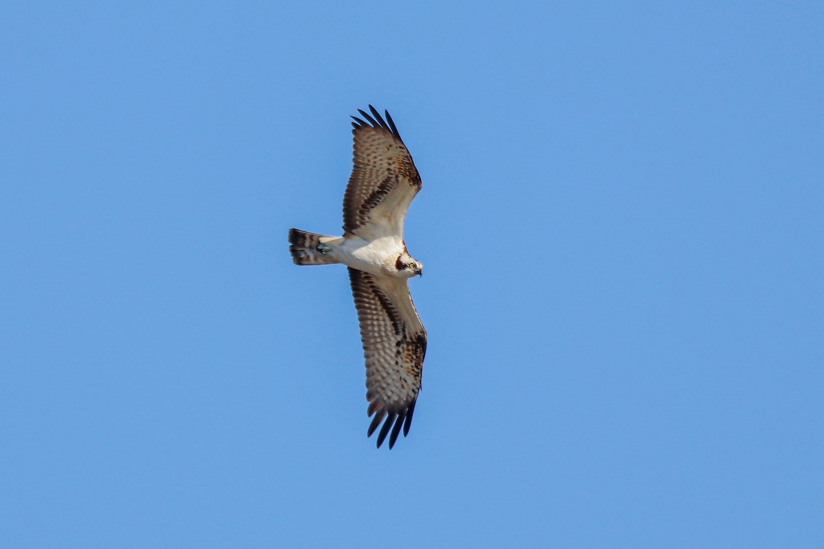 Osprey - ML643415645