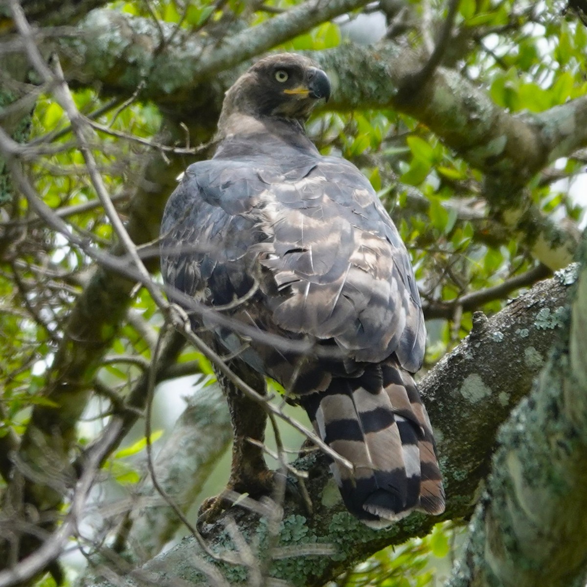 Aigle couronné - ML643415647