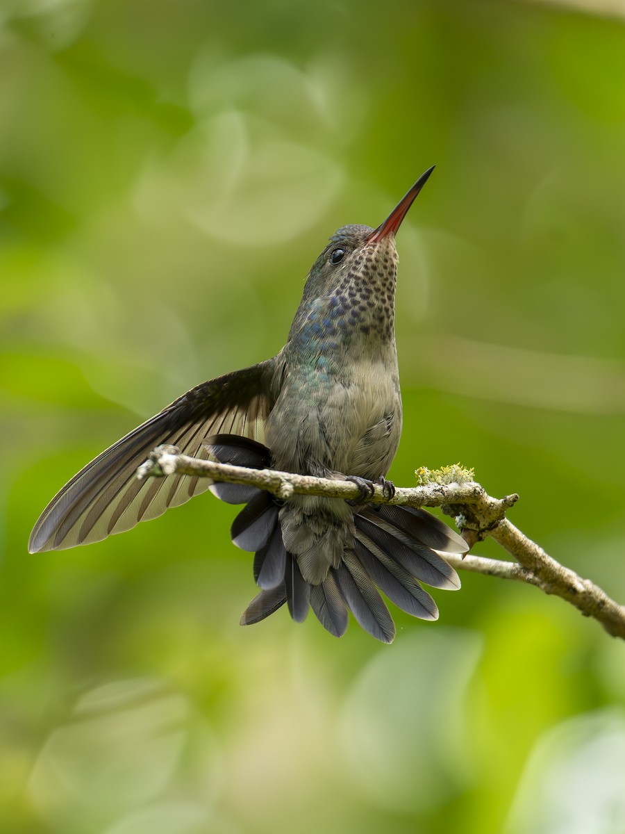 hvithakekolibri - ML643415651
