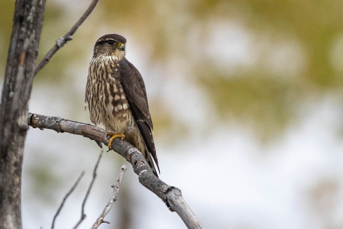 Merlin - ML643415654