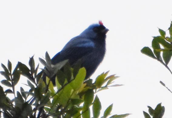 Tangara à diadème - ML643415655